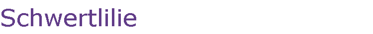 Schwertlilie