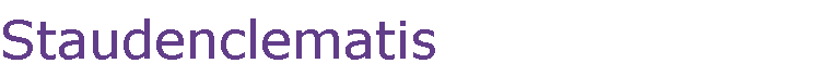 Staudenclematis