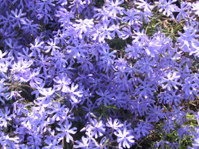 Sandphlox