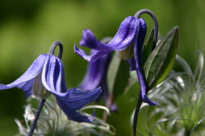 Staudenclematis