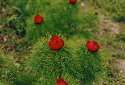 Netzblattpfingstrose